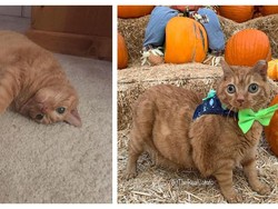 Netizen Gemas Lihat Kucing dengan Mata Googly yang Satu Ini