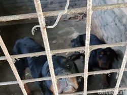 Pria yang Tewas Diserang Rottweiler di Sergai Sumut Diduga Mau Curi Pisang