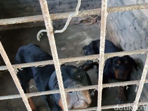 Pria yang Tewas Diserang Rottweiler di Sergai Sumut Diduga Mau Curi Pisang Pria yang Tewas Diserang Rottweiler di Sergai Sumut Diduga Mau Curi Pisang