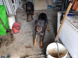 Pria Diduga Pencuri di Sergai Sumut Tewas Diserang 4 Anjing Rottweiler