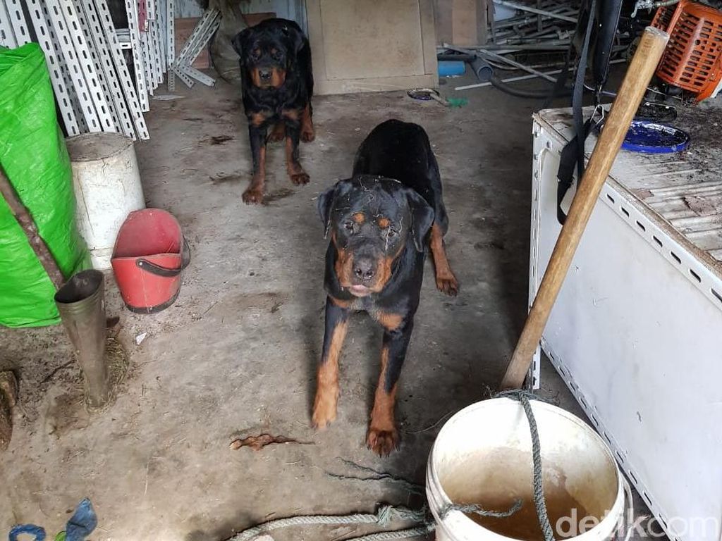 Pria Diduga Pencuri di Sergai Sumut Tewas Diserang 4 Anjing Rottweiler Pria Diduga Pencuri di Sergai Sumut Tewas Diserang 4 Anjing Rottweiler