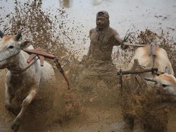 Pacu Jawi, Tradisi Ratusan Tahun di Sumatera Barat