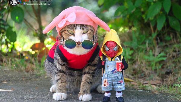Aksi Lucu Kucing & Spiderman yang Bikin Gemas