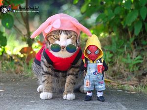 Aksi Lucu Kucing & Spiderman yang Bikin Gemas Aksi Lucu Kucing & Spiderman yang Bikin Gemas