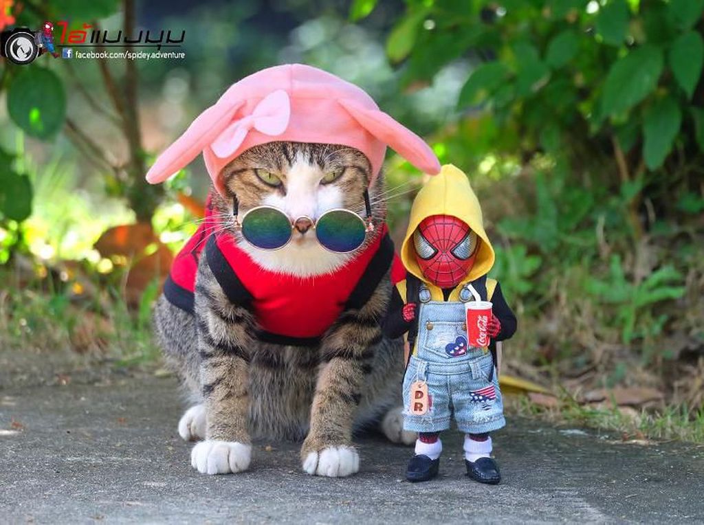 Aksi Lucu Kucing & Spiderman yang Bikin Gemas Aksi Lucu Kucing & Spiderman yang Bikin Gemas