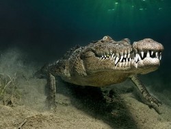 Jenazah WNI yang Dimakan Buaya di Malaysia Dipulangkan ke Makassar Hari Ini