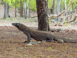 Komisi V Ejek NTT Cuma Punya Komodo, Netizen: Mainnya di Hotel Doang Sih