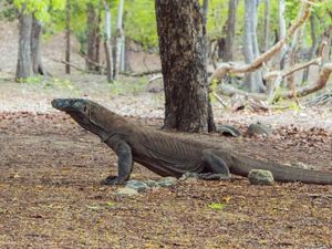 Sengkarut Harga Tiket Komodo, Citra Labuan Bajo Jadi Buruk di Mata Wisatawan Sengkarut Harga Tiket Komodo, Citra Labuan Bajo Jadi Buruk di Mata Wisatawan