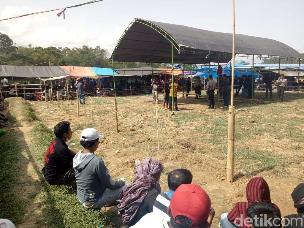 Polisi Gerebek Judi Sabung Ayam Berkedok Pesta Adat Rambusolo di Toraja Polisi Gerebek Judi Sabung Ayam Berkedok Pesta Adat Rambusolo di Toraja