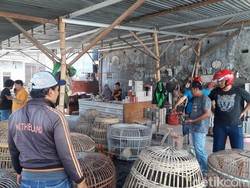Dramatis! Penggerebekan Judi Sabung Ayam Berkedok Pasar di Probolinggo