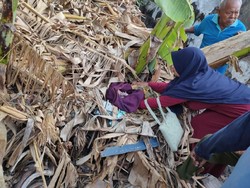 Cari Daun Pisang, Warga Magetan Temukan Bayi Masih Hidup di Dekat Kuburan