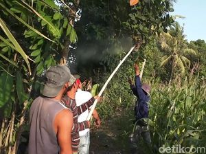 Di Banyuwangi, Larva Tawon Vespa Diolah Jadi Kuliner Penambah Stamina