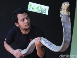 Panji Petualang Beberkan 10 Ular Paling Berbisa di Indonesia