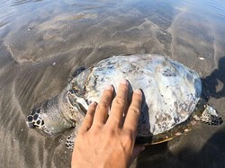 Bangkai Penyu Ditemukan di Pantai Kuta