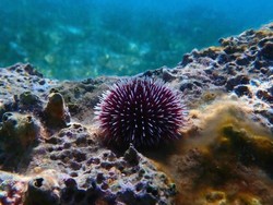 Turis Ditemukan Tak Bernyawa Usai Injak Bulu Babi Saat Liburan