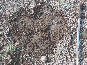 Harimau, Babi hingga Beruang Serang Warga, Walhi Soroti Perkebunan di Sumsel Harimau, Babi hingga Beruang Serang Warga, Walhi Soroti Perkebunan di Sumsel
