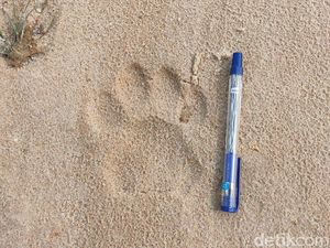 Tapak Harimau Terlihat di Perbatasan Pekanbaru-Kampar, Warga Diminta Waspada