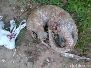 Bangkai Trenggiling Sudah Dikuliti Ditemukan di Pinggir Sungai Jambi