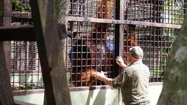 Pusat Suaka Orangutan Arsari Diresmikan
