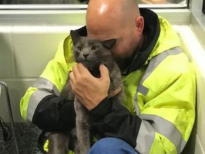 Aneka Foto Mengharukan Bertemu Kucing yang Lama Hilang