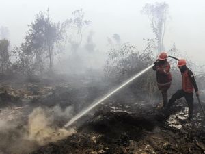 CIFOR: 1,6 Juta Hektare Lahan dan Hutan Indonesia Terbakar di Tahun 2019