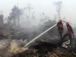 CIFOR: 1,6 Juta Hektare Lahan dan Hutan Indonesia Terbakar di Tahun 2019