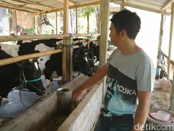 Delapan Sapi Mati Mendadak di Tulungagung, Warga Curiga Keracunan