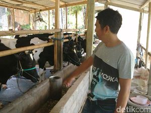 Delapan Sapi Mati Mendadak di Tulungagung, Warga Curiga Keracunan Delapan Sapi Mati Mendadak di Tulungagung, Warga Curiga Keracunan