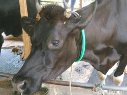 8 Sapi di Tulungagung Mati Mendadak, Bangkainya Dijual Diam-diam?