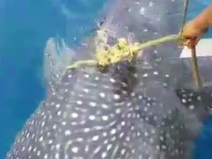 Hiu Paus Tersangkut Jaring Nelayan di Gorontalo Hiu Paus Tersangkut Jaring Nelayan di Gorontalo