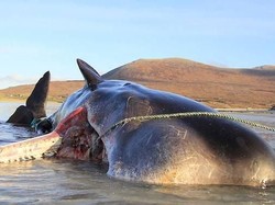 Kasihan! Paus Sperma Mati Terdampar dengan 100 Kg Sampah Laut di Perut