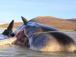 Kasihan! Paus Sperma Mati Terdampar dengan 100 Kg Sampah Laut di Perut Kasihan! Paus Sperma Mati Terdampar dengan 100 Kg Sampah Laut di Perut