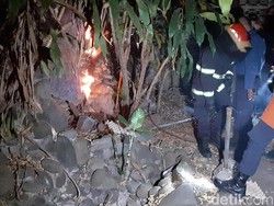 Tim Damkar Makassar Evakuasi 2 Sarang Tawon Vespa