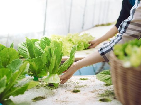 Hand of farmer couple collect hydroponic, organic vegetables in greenhouse owner small business entrepreneur, Healthy food nutrition product for health lovers, Happy people lifestyle farming at morning