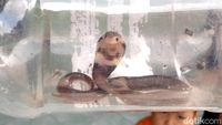 Penampakan King Cobra yang Masuk ke Rumah Warga di Klaten