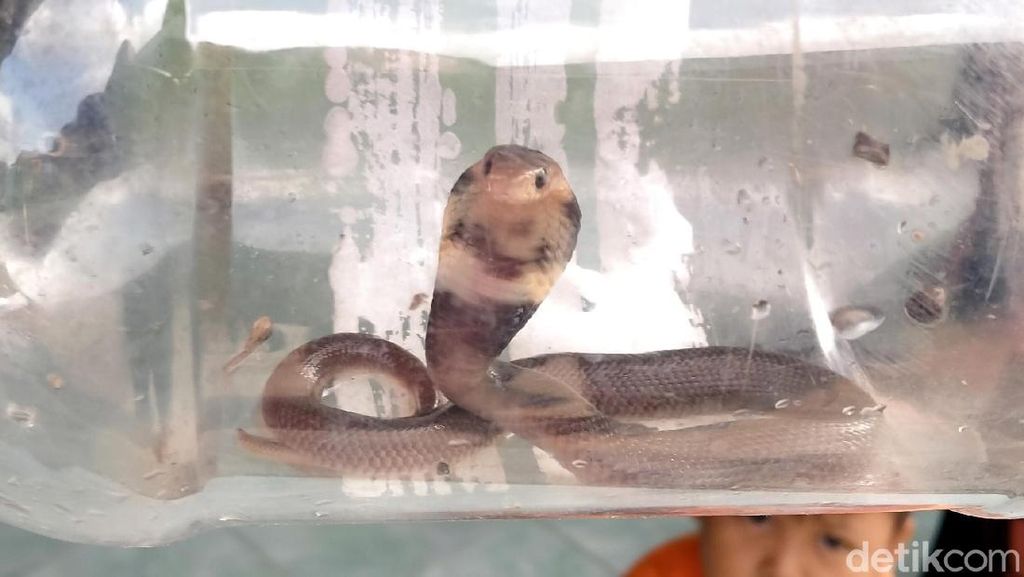 Penampakan King Cobra yang Masuk ke Rumah Warga di Klaten Penampakan King Cobra yang Masuk ke Rumah Warga di Klaten