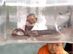 Waspada! Kenali Kobra di Pulau Jawa, Ada yang Bisa Nyembur