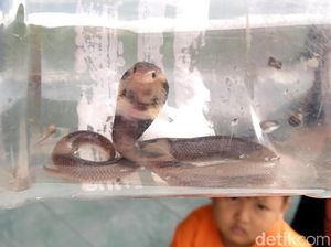 Nasib Warga Klaten, Diteror Tawon dari Atas dan King Cobra di Bawah Nasib Warga Klaten, Diteror Tawon dari Atas dan King Cobra di Bawah