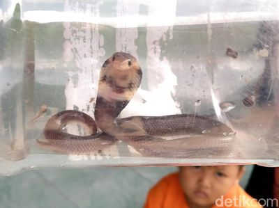 Penampakan King Cobra yang Masuk ke Rumah Warga di Klaten