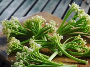 Mirip Kembang Kol, Ini Caulilini Sayuran Baru yang Sedang Tren Mirip Kembang Kol, Ini Caulilini Sayuran Baru yang Sedang Tren