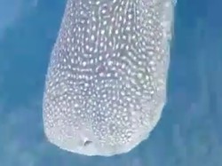 Viral Hiu Paus Terlilit Tali Minta Tolong Nelayan, Kibaskan Ekor Usai Bebas