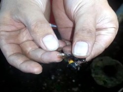 Lagi! Teror Tawon Vespa Tewaskan 1 Orang di Pemalang