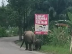 Saat Gajah Liar Melintas di Pinggir Jalan Riau Bersama Anaknya