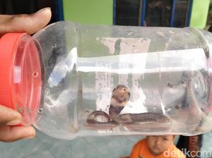 Ngeri! King Cobra Masuk ke Rumah-rumah Warga di Klaten