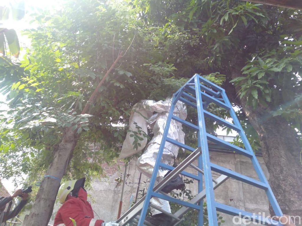 Resahkan Warga, Sarang Tawon Vespa di Kota Mojokerto Dievakuasi