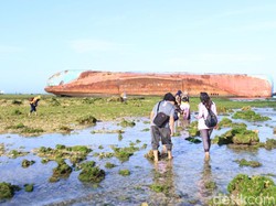 Mencari Si Umang, Penghuni Asli Pantai Pangandaran