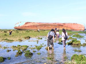 Mencari Si Umang, Penghuni Asli Pantai Pangandaran Mencari Si Umang, Penghuni Asli Pantai Pangandaran