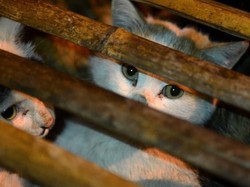 Sadis! Warga China Konsumsi Kucing dan Kulitnya Dijadikan Jaket