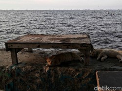 Disinggung Presiden AS, Ini Deretan Proyeksi Jakarta Akan Tenggelam