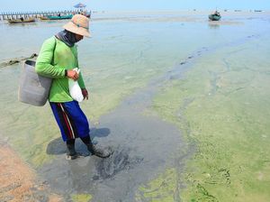 Potret Pantai Rembang yang Tercemar Limbah Potret Pantai Rembang yang Tercemar Limbah